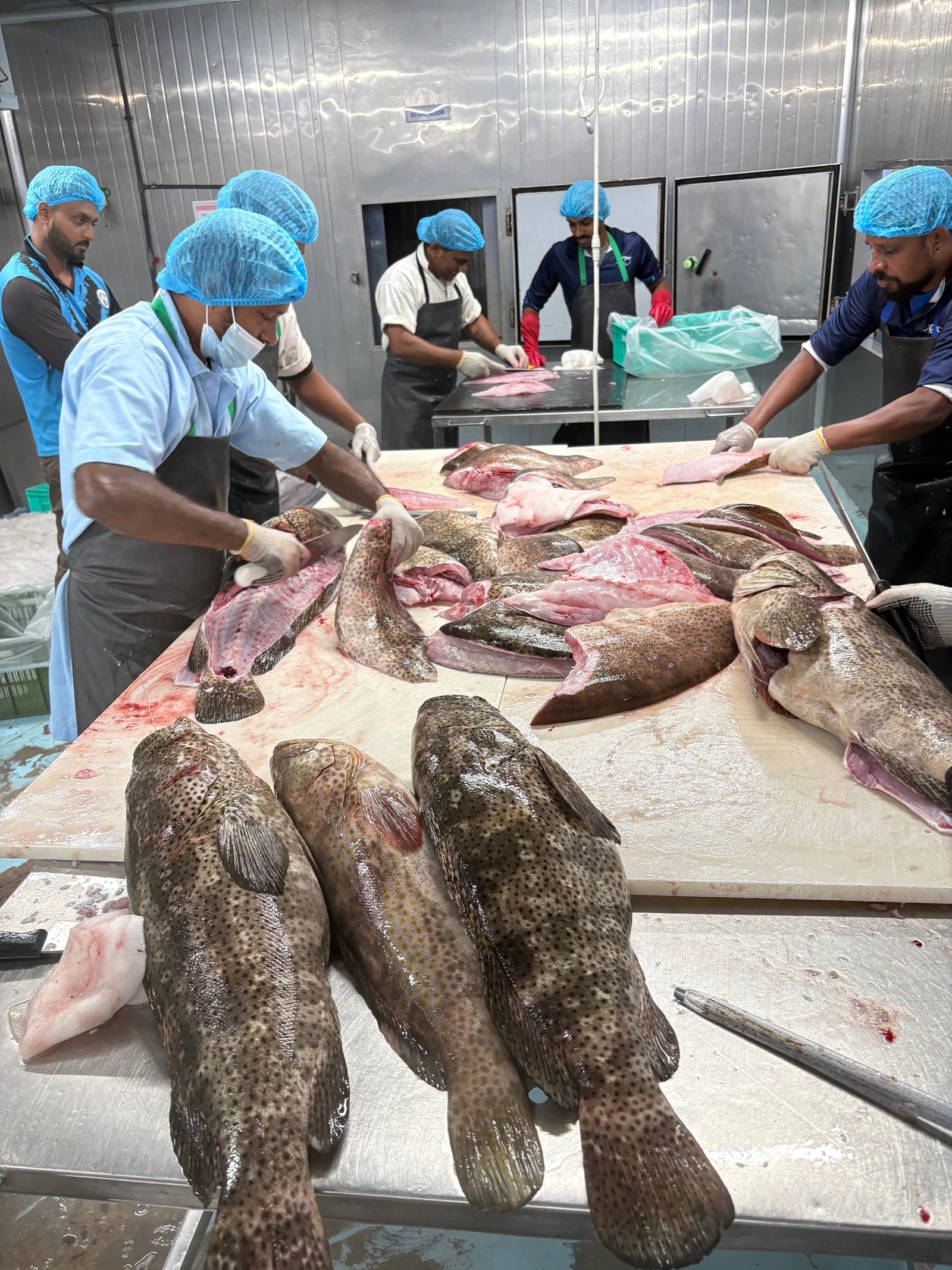 Tuna H&G Packing