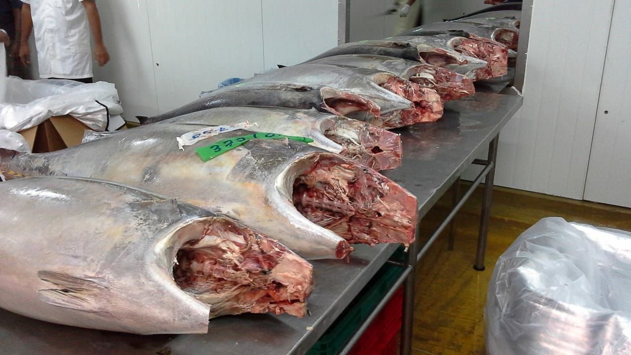 Grouper Fish Cutting Table