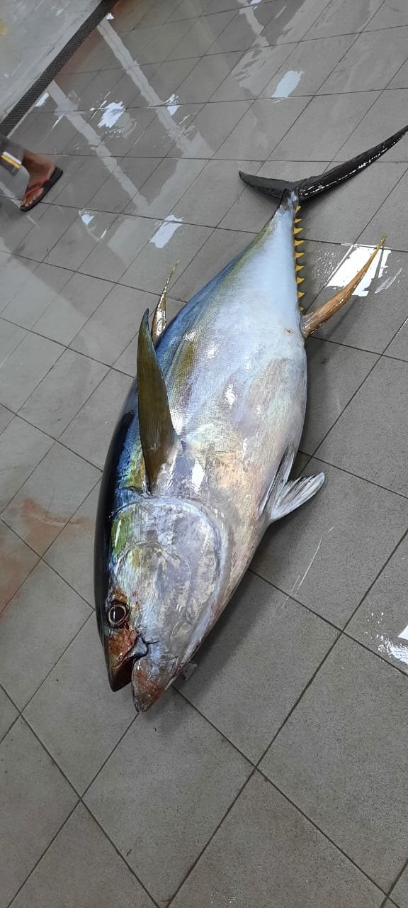 Tuna Chunk