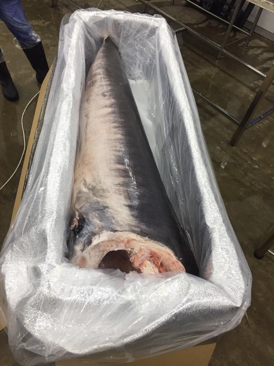 Swordfish Half Moon Cut